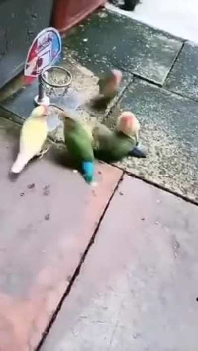 Budgie Basketball