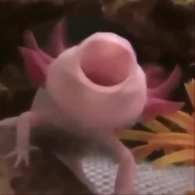 Apito 2