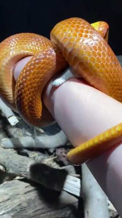 I ruined my four-year streak of not getting bitten by my snake