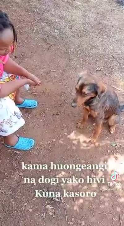 Mbwa kni