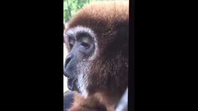 monkey screams, spins and then disappears
