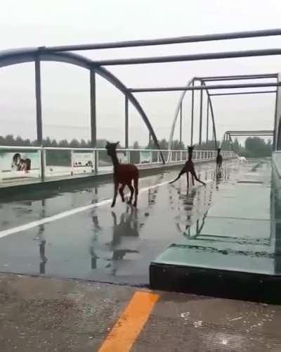 A little trouble crossing the bridge