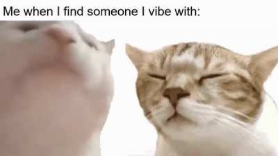 Let's vibe