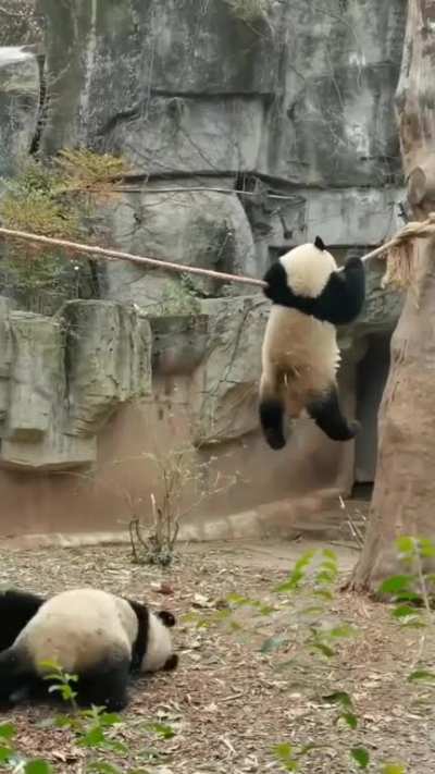to stay on the rope 