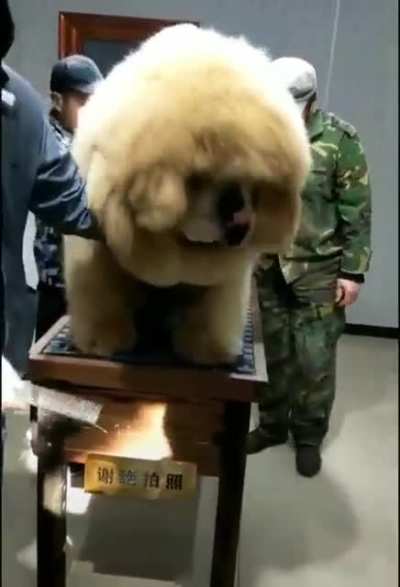Special Grooming Forces