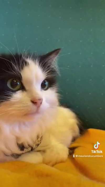 My cat meeting his soulmate on a train. 🐱💚🐱