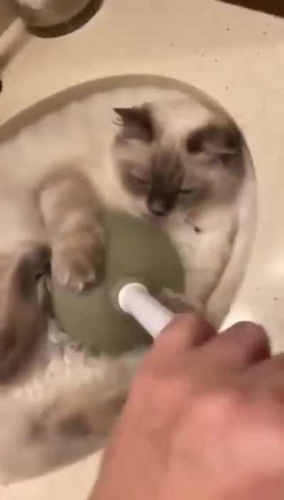 Unclogging cat hair from the sink