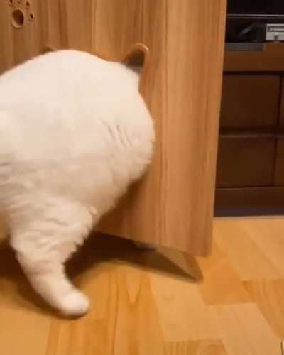 chubby cat problem!!