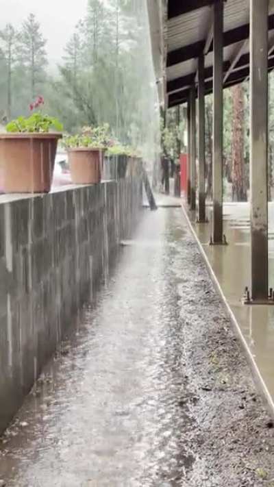 nonstop downpour in the woods