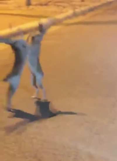 Bunny Fight Club