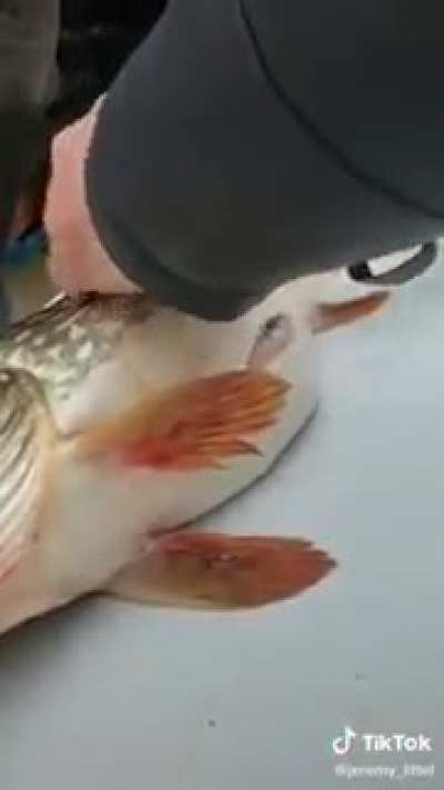 fifishsh