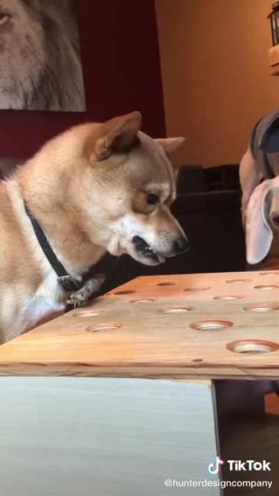 Hungry Doggo