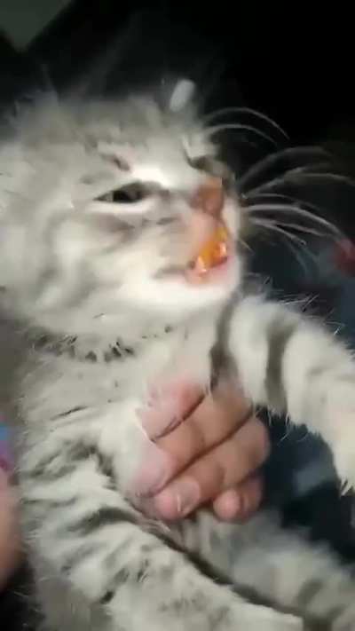 I am taking whats mine you hooman, NOM NOM....