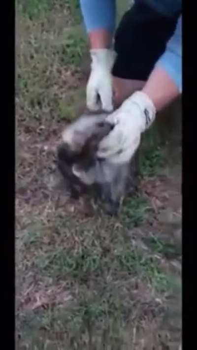 Screaming Raccoon