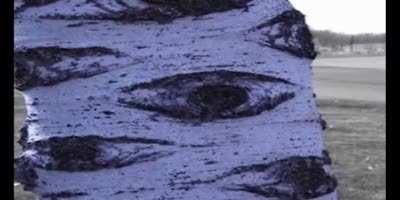 I love tree.