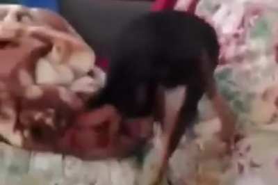 jelibonselaminin köpeğini buldum