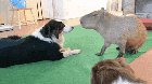 Capybaras are the chillest animals in the world