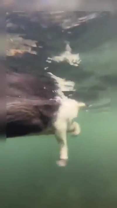 Swim like a pro...