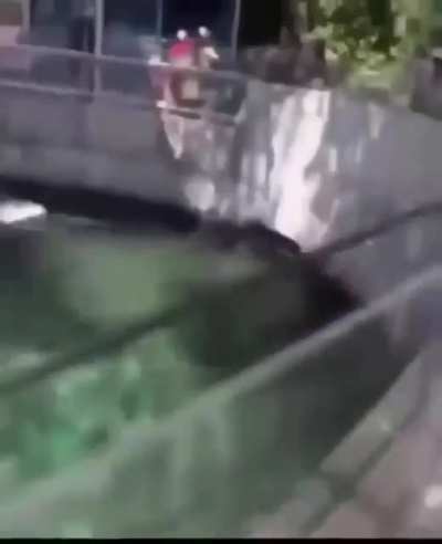 Moldy seal