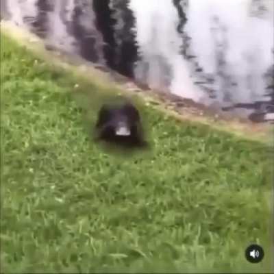 É ele
