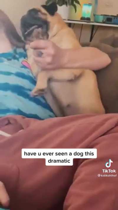 And people say huskies are dramatic.