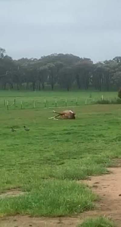 My horse is majestic!