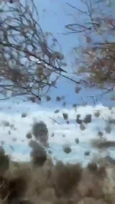 Tumble weed