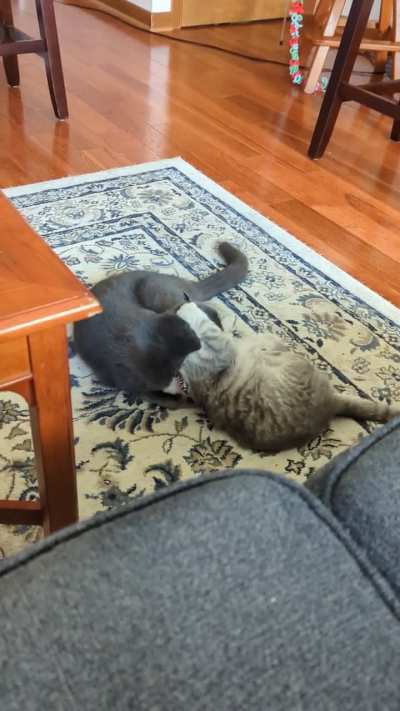 Grappling and bunny kicking each other's faces 🐱🐱