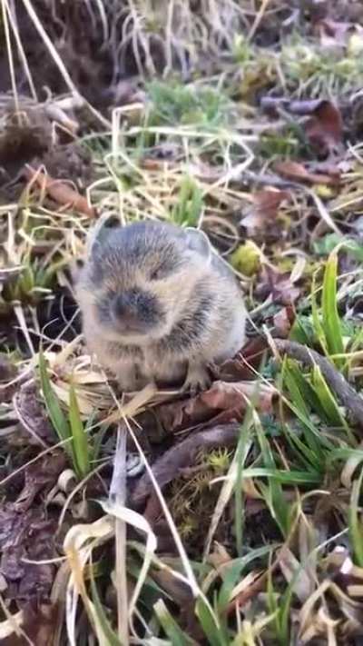 Anyone knows what this thing is. Looks very cute