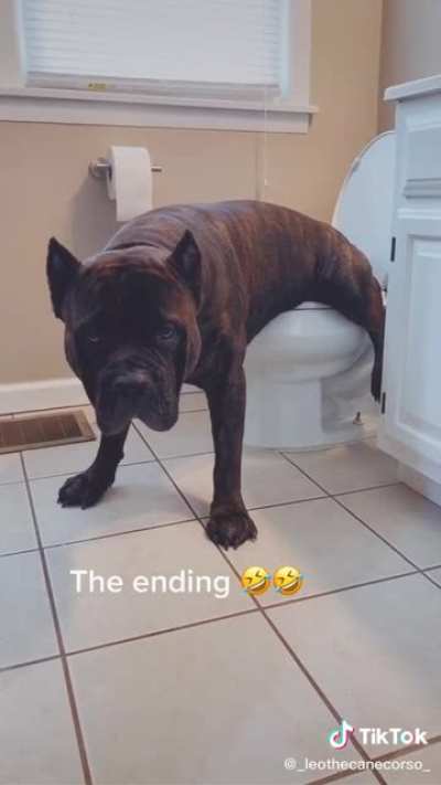 Ever seen a dog use a toilet by _leothecanecorso_ on tiktok