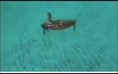 Mr Krabs, No!