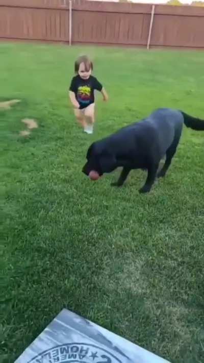Baby getting cheered for fetching