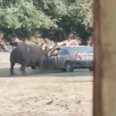 HMFT after my zebra camouflage car doesn’t work