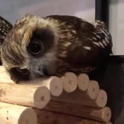 Possibly the cutest little owl I've ever seen!
