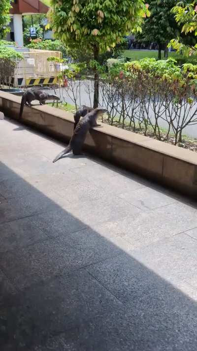 Otters running through Khatib MRT!