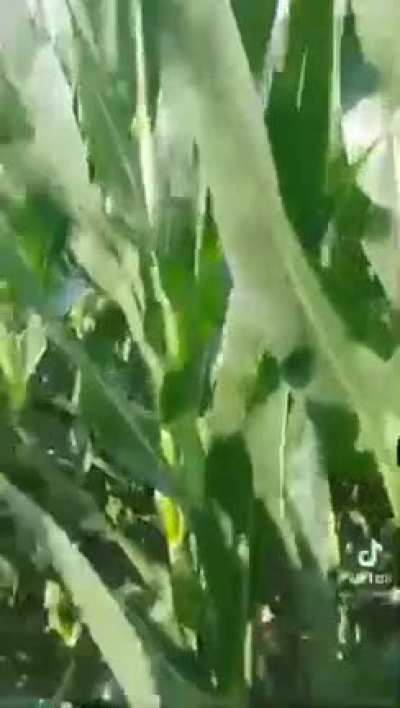 Oh yes corn