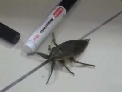 the terror