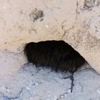 Furry nest from unexpected material