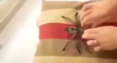 maluco da uma agunia