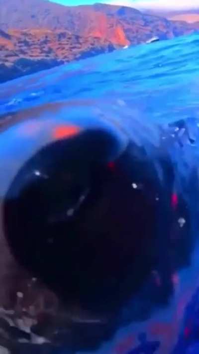🔥 Great white shark appears out of nowhere