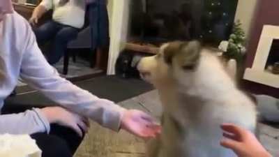 The most pronounced woof I've ever heard