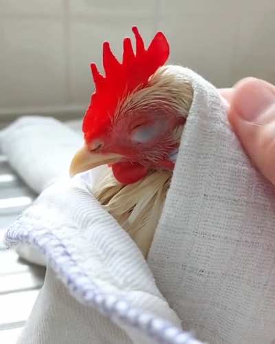 Lilly the chicken toweling off after a bath