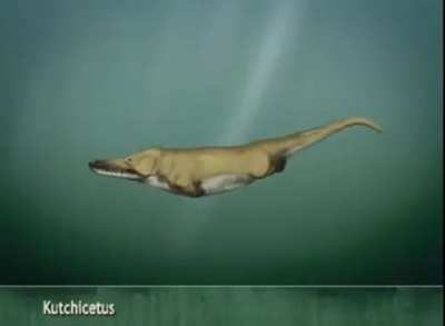 Evolution of whales