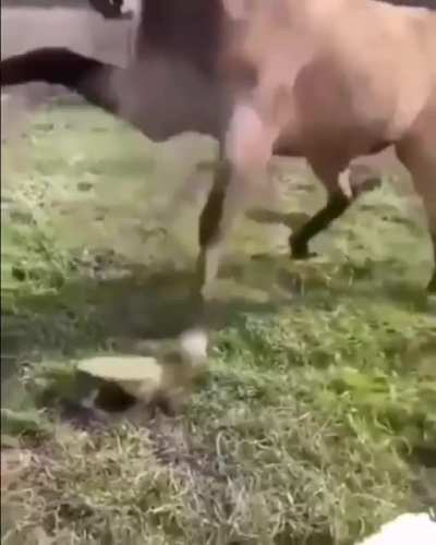 pequenino invocado