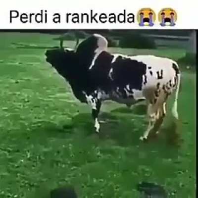 perdi galera........