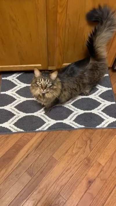 Bubba wants pets