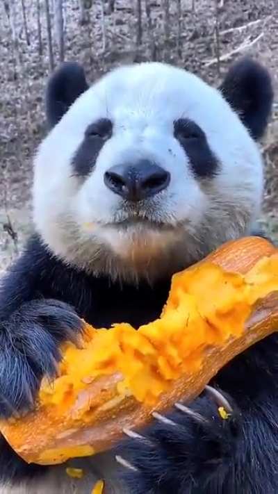 Panda eating some pumpkin caw caw
