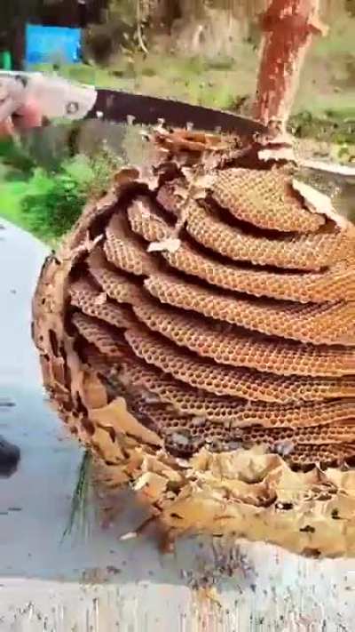 of a hornet's nest