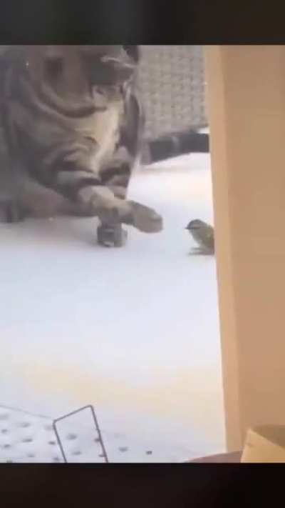 The cat doesn’t give a f...
