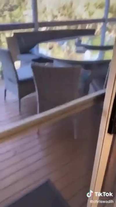Offering pasta to a government drone